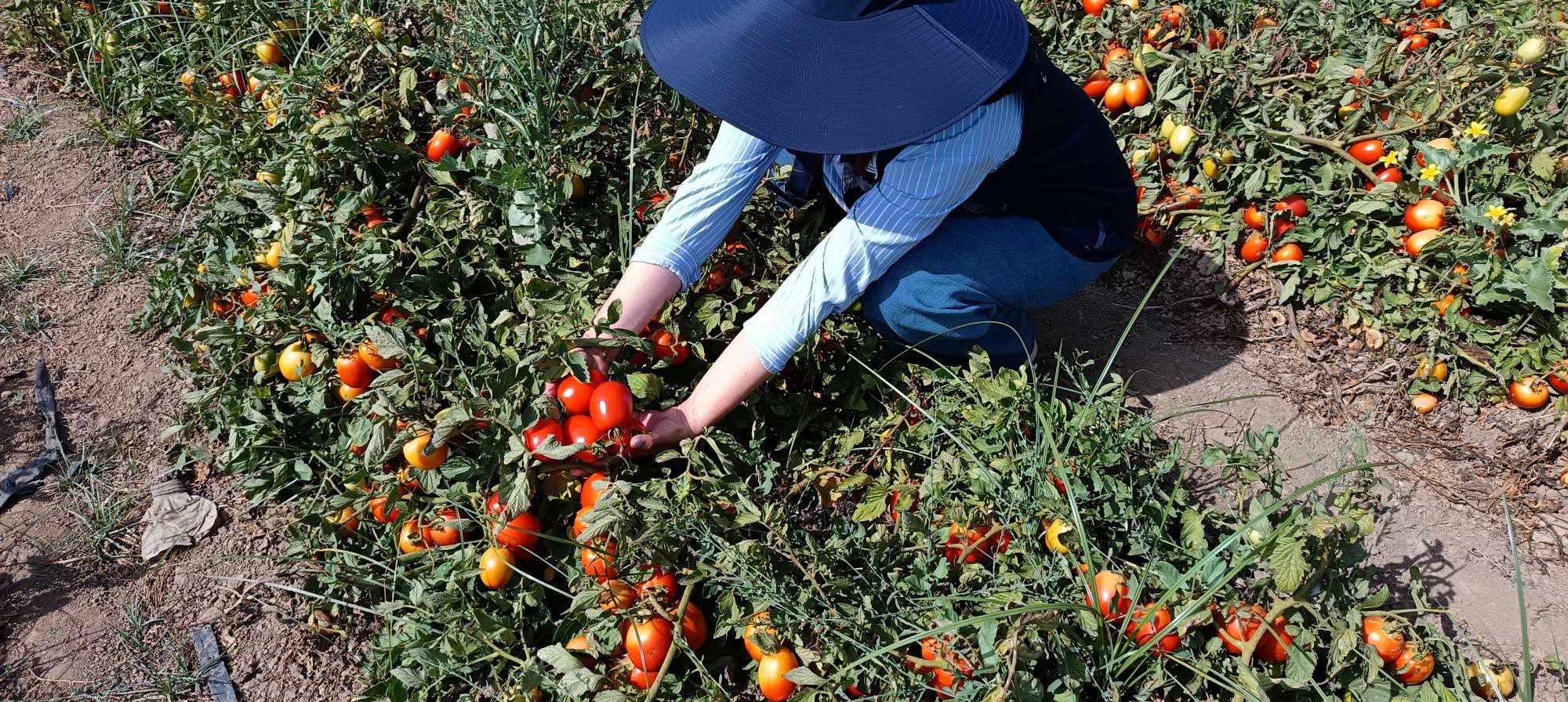 اللجنة التقنية تواصل تقييم أداء الطماطم الصناعية في ولاية الطارف