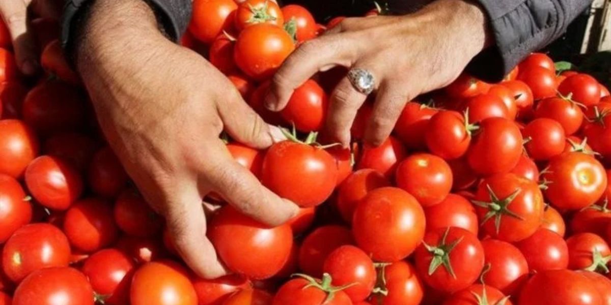 انخفاض طفيف في أسعار الطماطم يسجل في جميع الأسواق المغربية