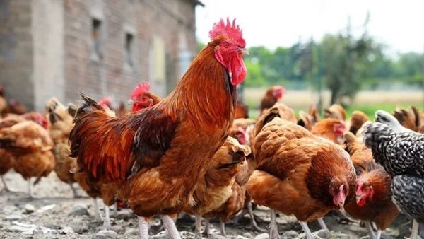 بشرى سارة للمواطنين انخفاض سعر الفراخ اليوم الإثنين 10 أغسطس 2026 وتحديثات أسعار الدواجن بالسوق
