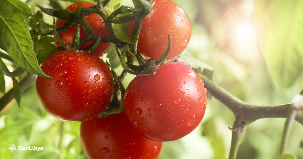 لماذا تعتبر الطماطم مصدرًا غنيًا لدعم صحة البشرة وقوة القلب