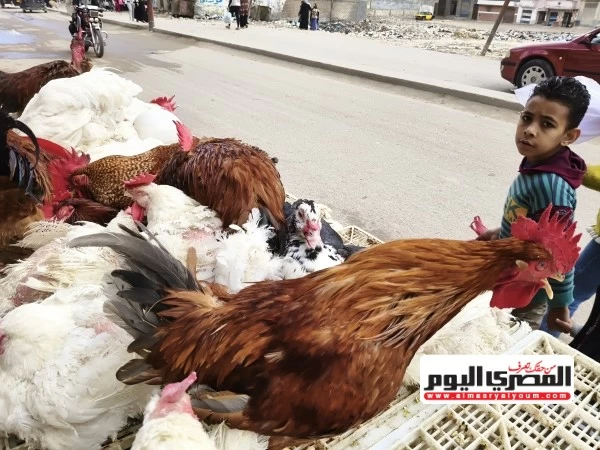 تحديث عاجل لأسعار الفراخ البيضاء والساسو وطبق البيض اليوم السبت 29 أغسطس 2026 في الأسواق