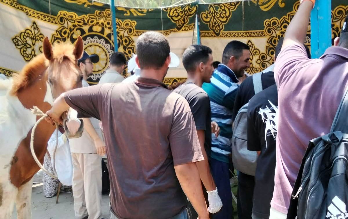 شاهد بالصور جامعة كفر الشيخ تطلق قافلة بيطرية شاملة لخدمة أهالي قرية 58 الخاشعة ببلطيم