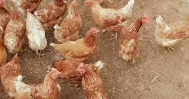 تحديث أسعار الدواجن البيضاء والبلدي اليوم الأربعاء في بورصة الدواجن بمحافظة الأقصر استقرار ملحوظ الآن