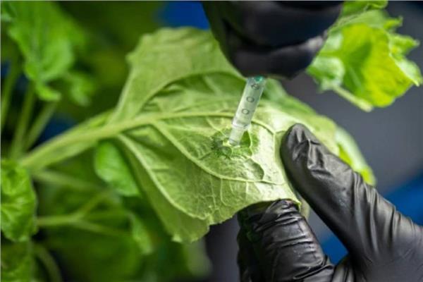 ابتكار غير مسبوق لرذاذ ورقي منخفض التكلفة يعزز مقاومة الطماطم للتربة المالحة