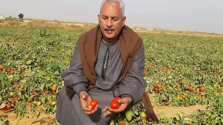نقيب الفلاحين يتوقع ارتفاع سعر كيلو الطماطم إلى أربعين جنيها مع بداية أكتوبر