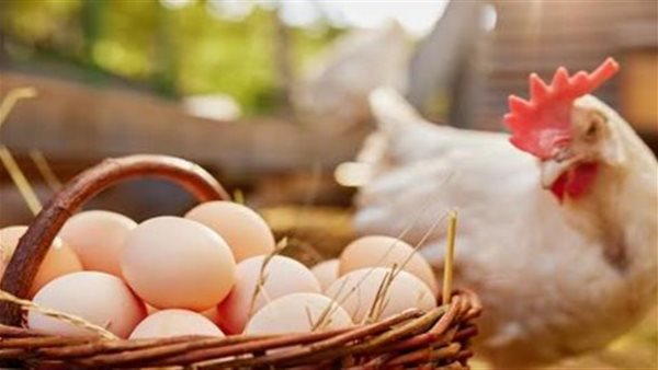 بورصة الدواجن اليوم استقرار أسعار الفراخ البيضاء وتطورات جديدة في سعر البيض والبانيه بالأسواق الآن