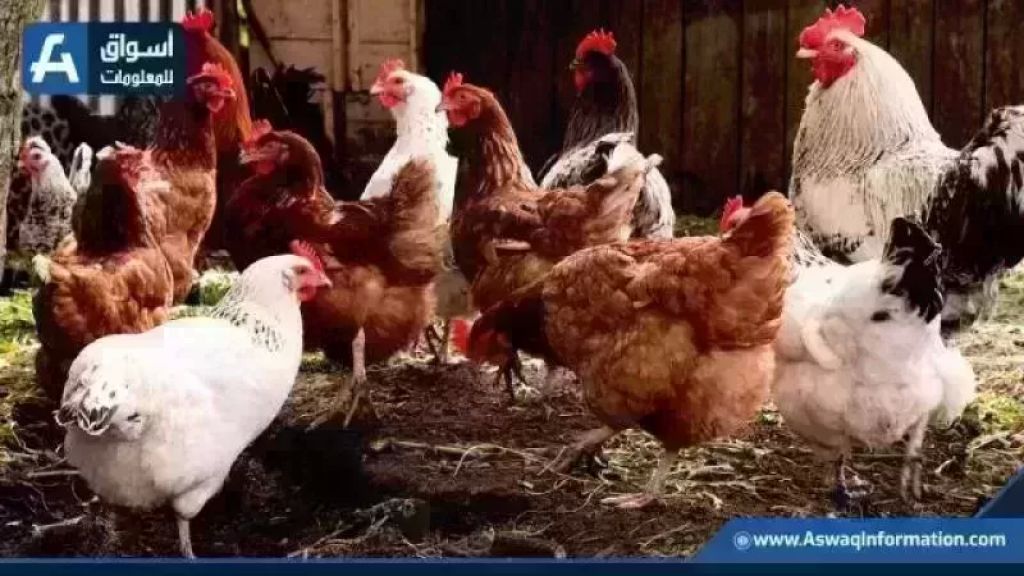 قفزة جديدة في أسعار الفراخ البيضاء اليوم الخميس وتحديثات أسعار الدواجن من المزرعة الآن