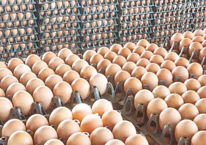 تحديث أسعار البيض اليوم السبت 22 أغسطس 2026 والطبق الأبيض يسجل 105 جنيهات للمستهلك الآن