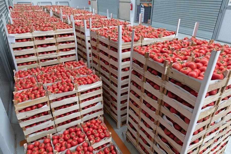 الصادرات الزراعية المغربية تتجاوز 890 مليون يورو في إسبانيا وتواصل نموها المستمر