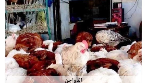 تعرف على أسعار الدواجن في أسوان اليوم السبت 22 أغسطس 2026 وتحديثات سعر الفراخ بالأسواق