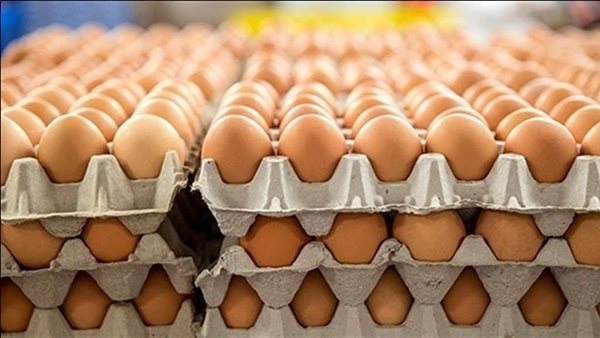تعرف على سعر كرتونة البيض اليوم الثلاثاء في بورصة الدواجن وآخر تحديثات الأسعار بالسوق