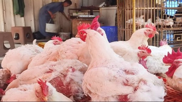 تحديث جديد لأسعار الفراخ البيضاء اليوم في بورصة الدواجن ومفاجأة غير متوقعة في سعر الكيلو