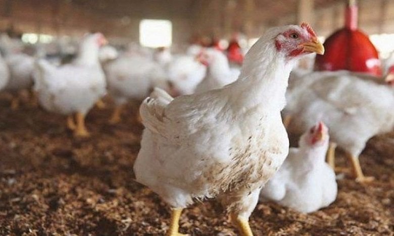 انخفاض جديد في أسعار الفراخ البيضاء اليوم الجمعة 8 أغسطس بالأسواق وسعر كيلو البانيه الآن